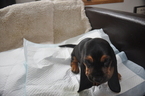 Small Photo #8 Basset Hound Puppy For Sale in DEER VALLEY, UT, USA