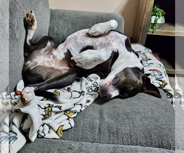 Medium Photo #6 American Pit Bull Terrier-Unknown Mix Puppy For Sale in Williamsburg, IA, USA