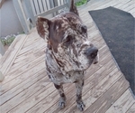 Small Photo #1 Cane Corso Puppy For Sale in BOSTON, PA, USA