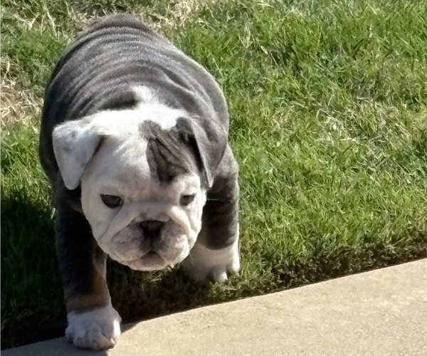 Medium Photo #14 Bulldog Puppy For Sale in MCDONOUGH, GA, USA
