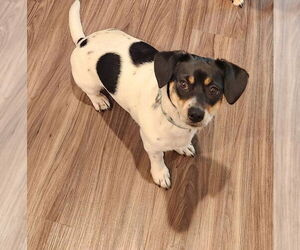 Chihuahua-Unknown Mix Dogs for adoption in Holly Springs, NC, USA