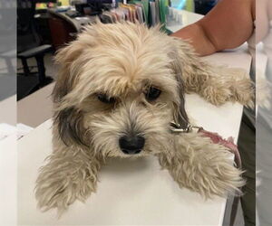 Maltese-Unknown Mix Dogs for adoption in Rancho Cucamonga, CA, USA