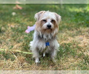 Maltese-Unknown Mix Dogs for adoption in Spring Lake, NC, USA