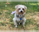 Small Maltese Mix