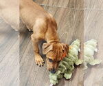 Small #1 Rhodesian Ridgeback Mix