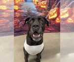 BRUCE - Male Mutt Dog for Adoption - Small photo