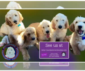 Poodle (Standard)-Spinone Italiano Mix Puppy for Sale in CLEVELAND, Ohio USA