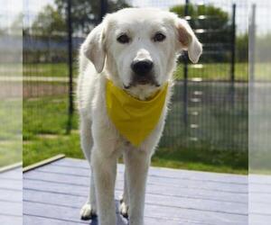 Great Pyrenees-Unknown Mix Dogs for adoption in San Antonio, TX, USA