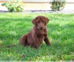 Image preview for Ad Listing. Nickname: Lauren