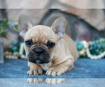 Puppy Bub French Bulldog