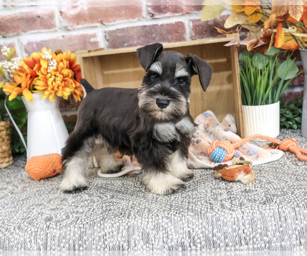 Medium Photo #6 Schnauzer (Miniature) Puppy For Sale in SYRACUSE, IN, USA