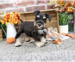 Landon - Male Schnauzer (Miniature) Puppy for Sale - Photo #6