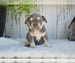 French Bulldog Puppy for sale in MILLERSBURG, OH, USA