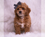 Small #2 Poodle (Toy)