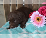 Puppy Lola Labrador Retriever