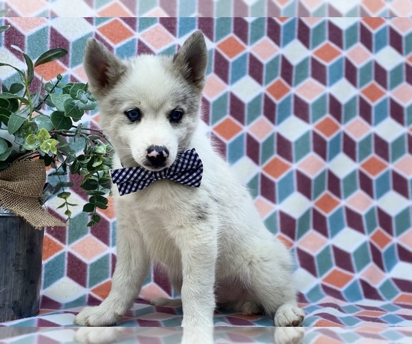 Medium Photo #1 Pomsky Puppy For Sale in LANCASTER, PA, USA