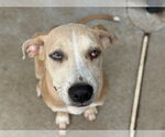 NAMI - Female Mutt Dog for Adoption - Small photo