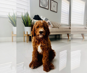Goldendoodle Puppy for Sale in MIAMI LAKES, Florida USA