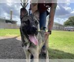 Small #1 German Shepherd Dog Mix