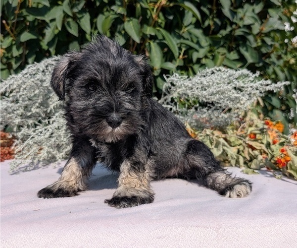 Medium Photo #51 Schnauzer (Miniature) Puppy For Sale in GOSHEN, IN, USA