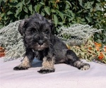 Small #2 Schnauzer (Miniature)