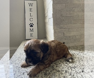 ShihPoo Puppy for sale in SPRING HILL, FL, USA