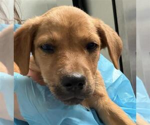 Labrador Retriever-Unknown Mix Dogs for adoption in Bakersfield, CA, USA