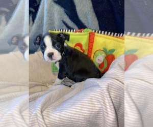 Boston Terrier Puppy for sale in ROWDY, KY, USA
