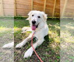 Small #14 Great Pyrenees