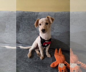 Beverly - Female Mutt Dog for Adoption - Photo #2