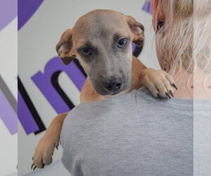 Duran - Male Italian Greyhound-Shih Tzu Mix Dog for Adoption - Photo #4