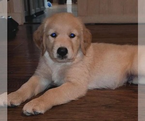 Golden Retriever Puppy for Sale in COLUMBIA, Mississippi USA