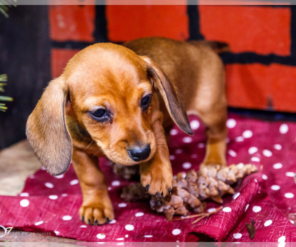 Medium Photo #6 Dachshund Puppy For Sale in WAKARUSA, IN, USA