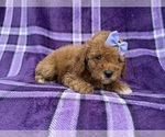Agnes - Female Cavapoo (Miniature) Puppy for Sale - Photo #8