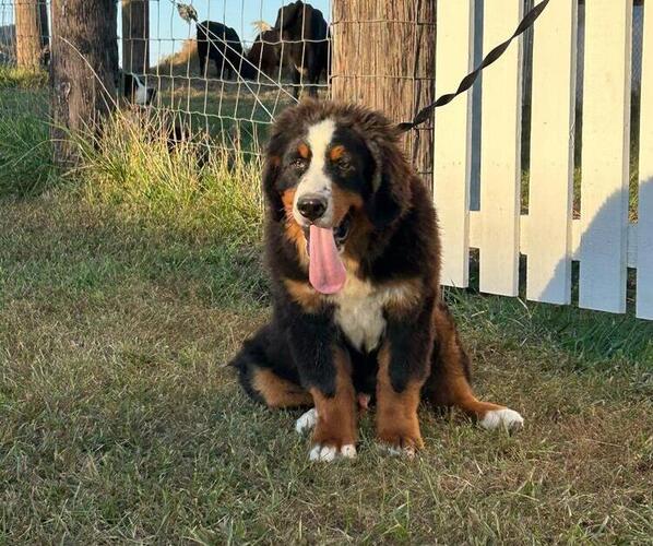 Medium Photo #3 Bernese Mountain Dog Puppy For Sale in KIRKSVILLE, MO, USA