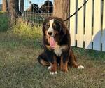 Small #2 Bernese Mountain Dog