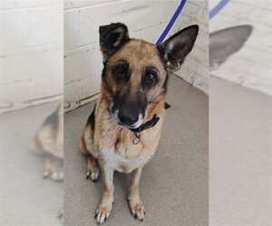 German Shepherd Dog Dogs for adoption in San Bernardino, CA, USA