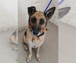 CELEBI - Female German Shepherd Dog Dog for Adoption - Small photo
