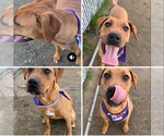 Small American Staffordshire Terrier-Labrador Retriever Mix