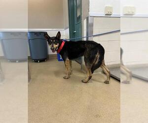German Shepherd Dog Dogs for adoption in Santa Maria, CA, USA
