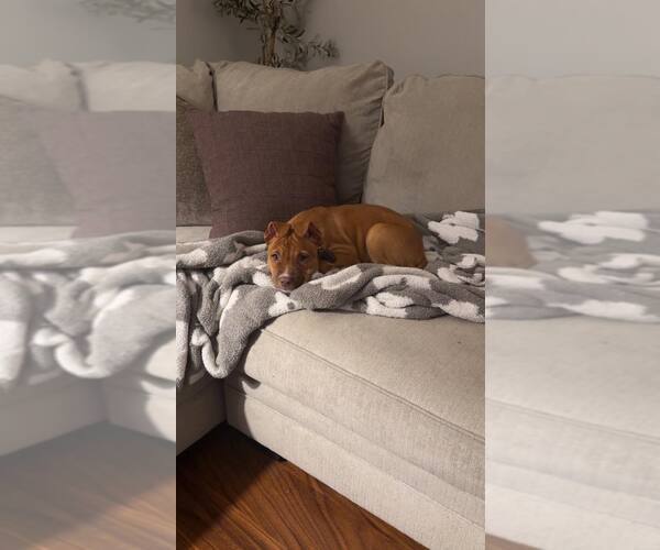 Medium Photo #3 Mutt Puppy For Sale in Shelburne, VT, USA
