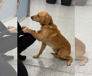 Dallas 1525 - Male Golden Retriever Dog for Adoption - Photo #2