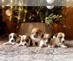 Small Photo #11 Jack Russell Terrier Puppy For Sale in BRIDGEWATER, VA, USA