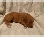 Small Photo #5 Goldendoodle Puppy For Sale in AUSTIN, TX, USA