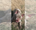 Small Photo #1 French Bulldog Puppy For Sale in ROCK HILL, SC, USA