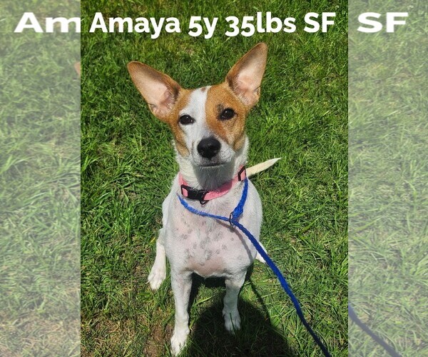 Medium Photo #1 Red Heeler-Unknown Mix Puppy For Sale in The Woodlands, TX, USA