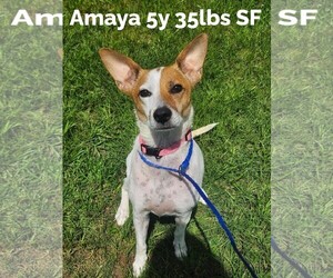 Red Heeler-Unknown Mix Dogs for adoption in The Woodlands, TX, USA