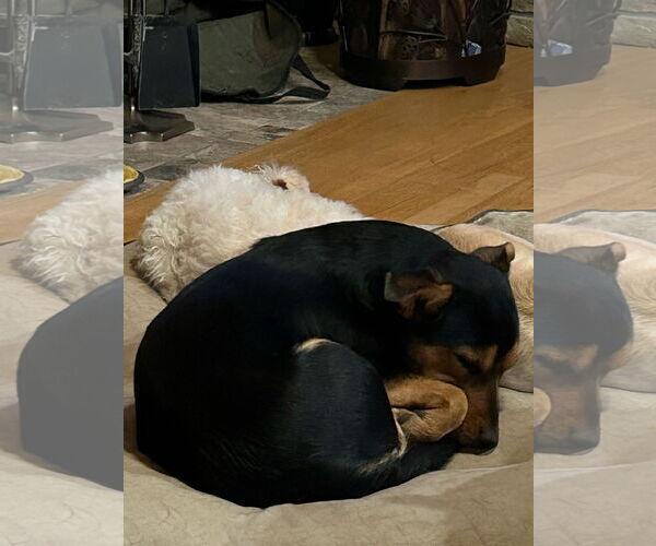 Medium Photo #7 Dorgi Puppy For Sale in Denver , CO, USA