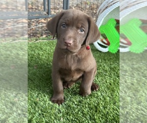 Labrador Retriever Puppy for sale in SPRING HILL, FL, USA