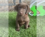 Small Labrador Retriever